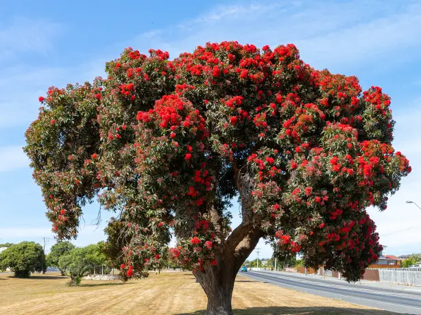 Nz pohutukawa tree nelson partner best travel time