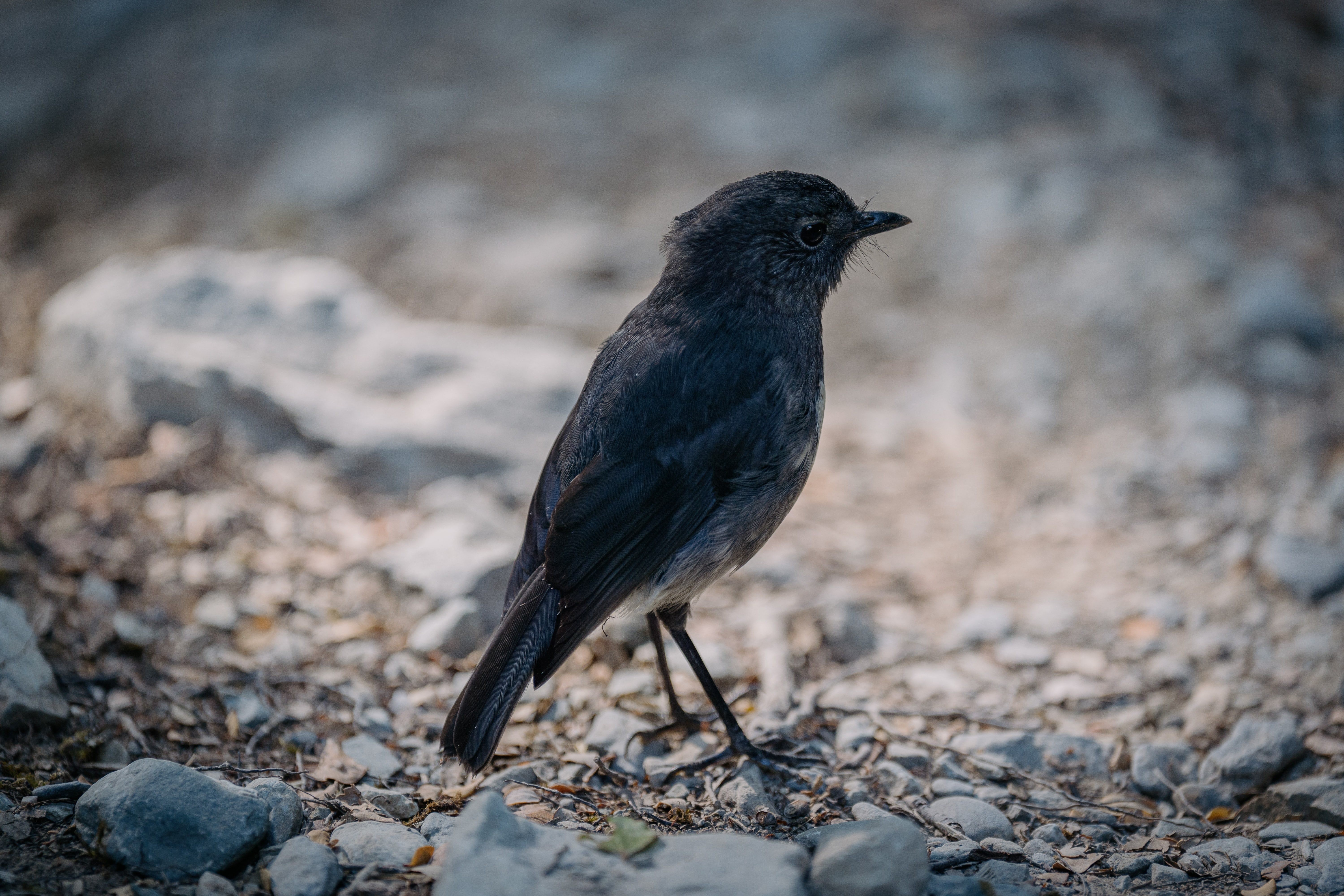 Vogel im Mount Aspiring National Park