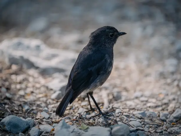 Vogel im Mount Aspiring National Park