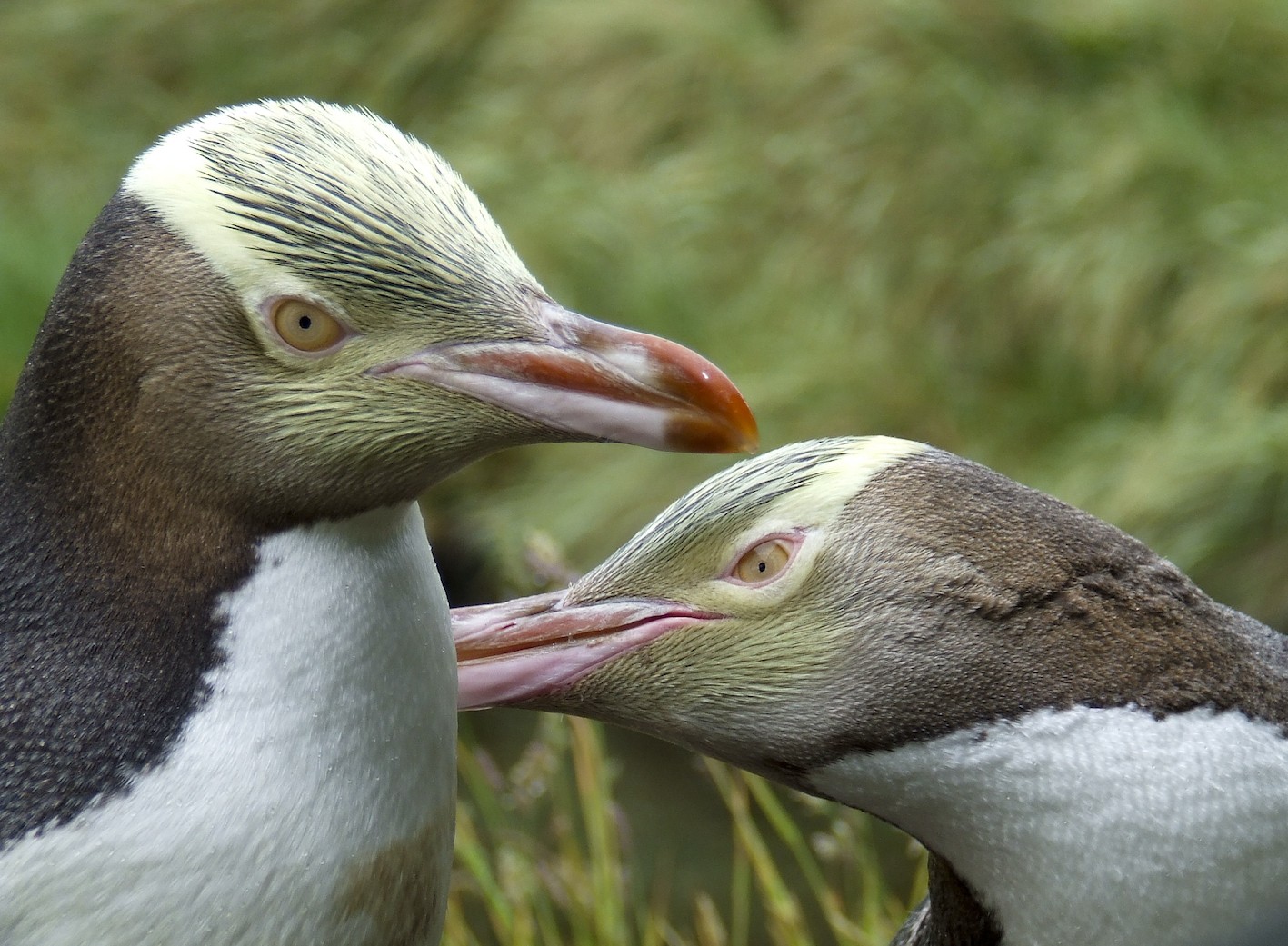 A close up of two yellow-eyed penguins in the Otago Peninsula on New Zealand's South Island