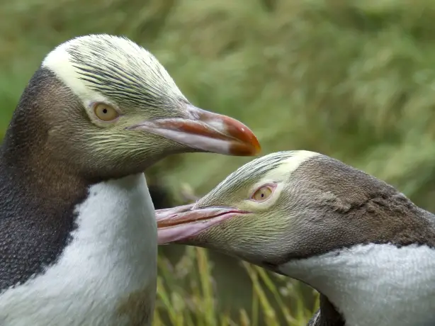 Eine Nahaufnahme von zwei Gelbaugenpinguinen auf der Otago-Halbinsel auf der Südinsel Neuseelands