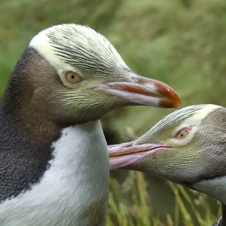 A close up of two yellow-eyed penguins in the Otago Peninsula on New Zealand's South Island