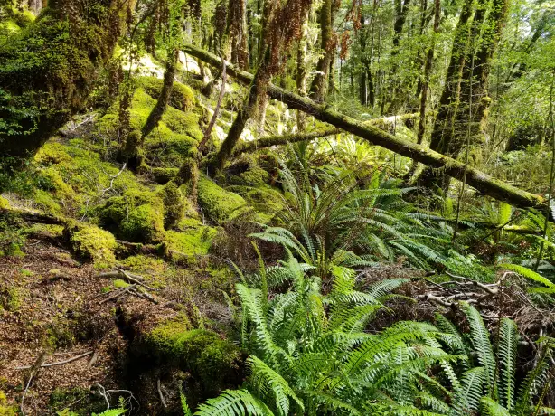 Newzealand south fiordland clients wenzel