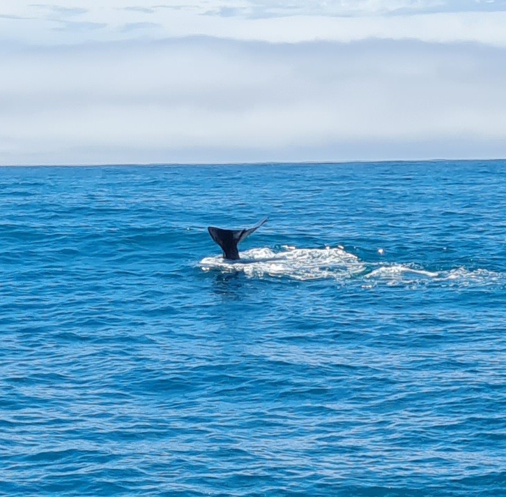 Newzealand south kaikoura clients wenzel2