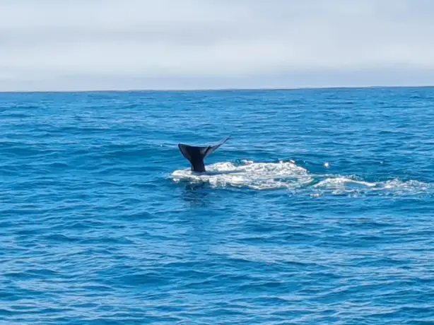 Newzealand south kaikoura clients wenzel2