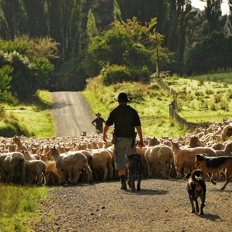 Farmer and sheepdog herding a large flock of sheep along a rural gravel road on a New Zealand farmstay, surrounded by green pastures and tall trees in golden afternoon light