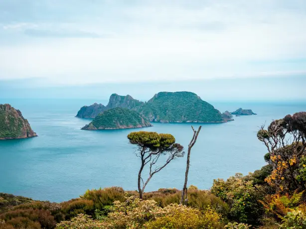 Blick auf Inseln des Rakiura Nationalparks in Neuseeland