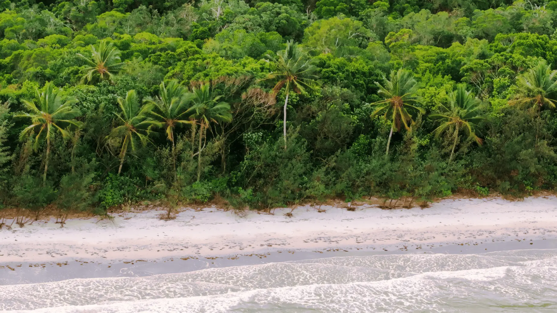 A beach in Australia fringed by palm trees and rainforest