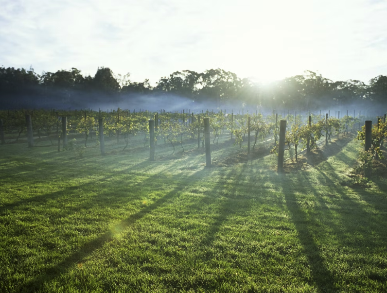 Australien New South Wales Hunter Valley Landschaft