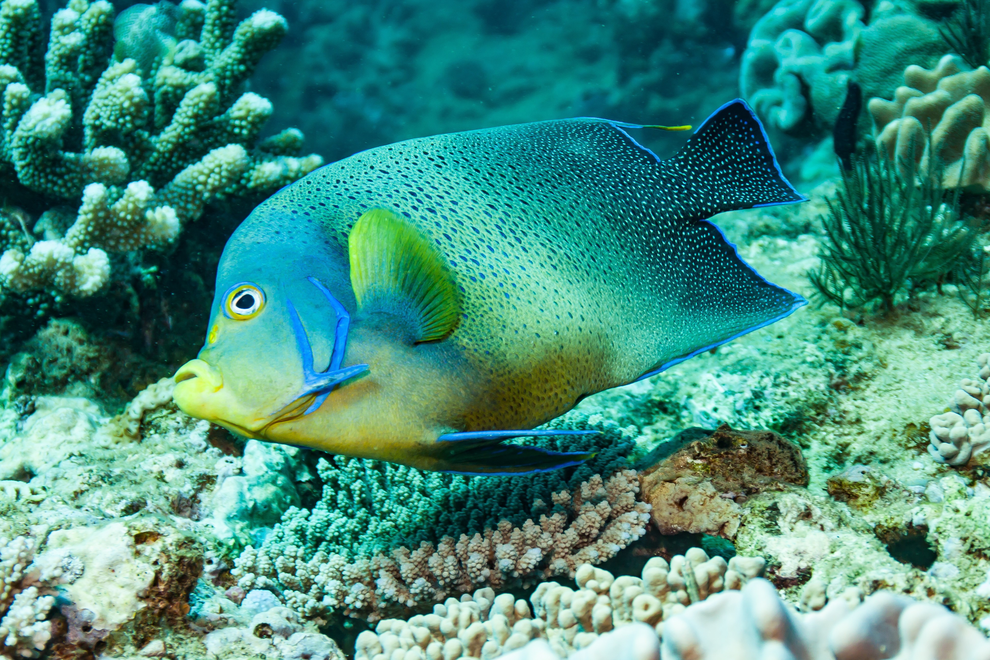 Australien Ningaloo Reef Fisch