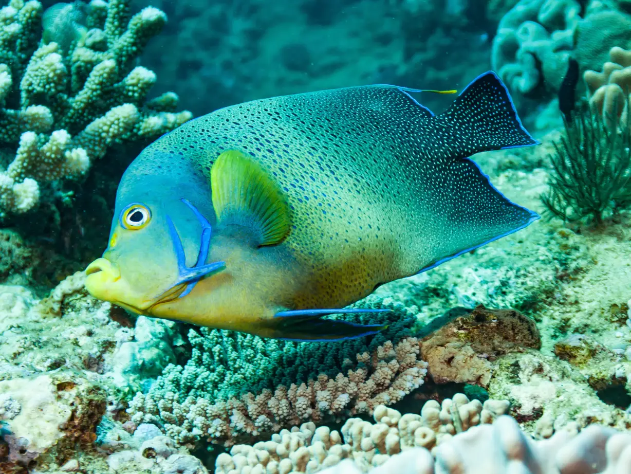 Australien Ningaloo Reef Fisch