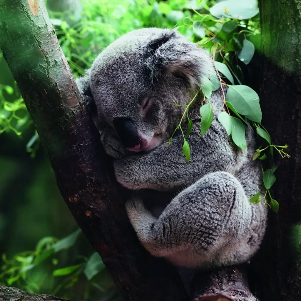 Ein Koala schläft in der Astgabel eines Eukalyptusbaums, umgeben von üppigem Grün – australische Tierwelt