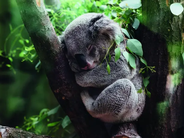 Koala sleeping in the fork of a eucalyptus tree surrounded by lush green leaves, Australian native wildlife