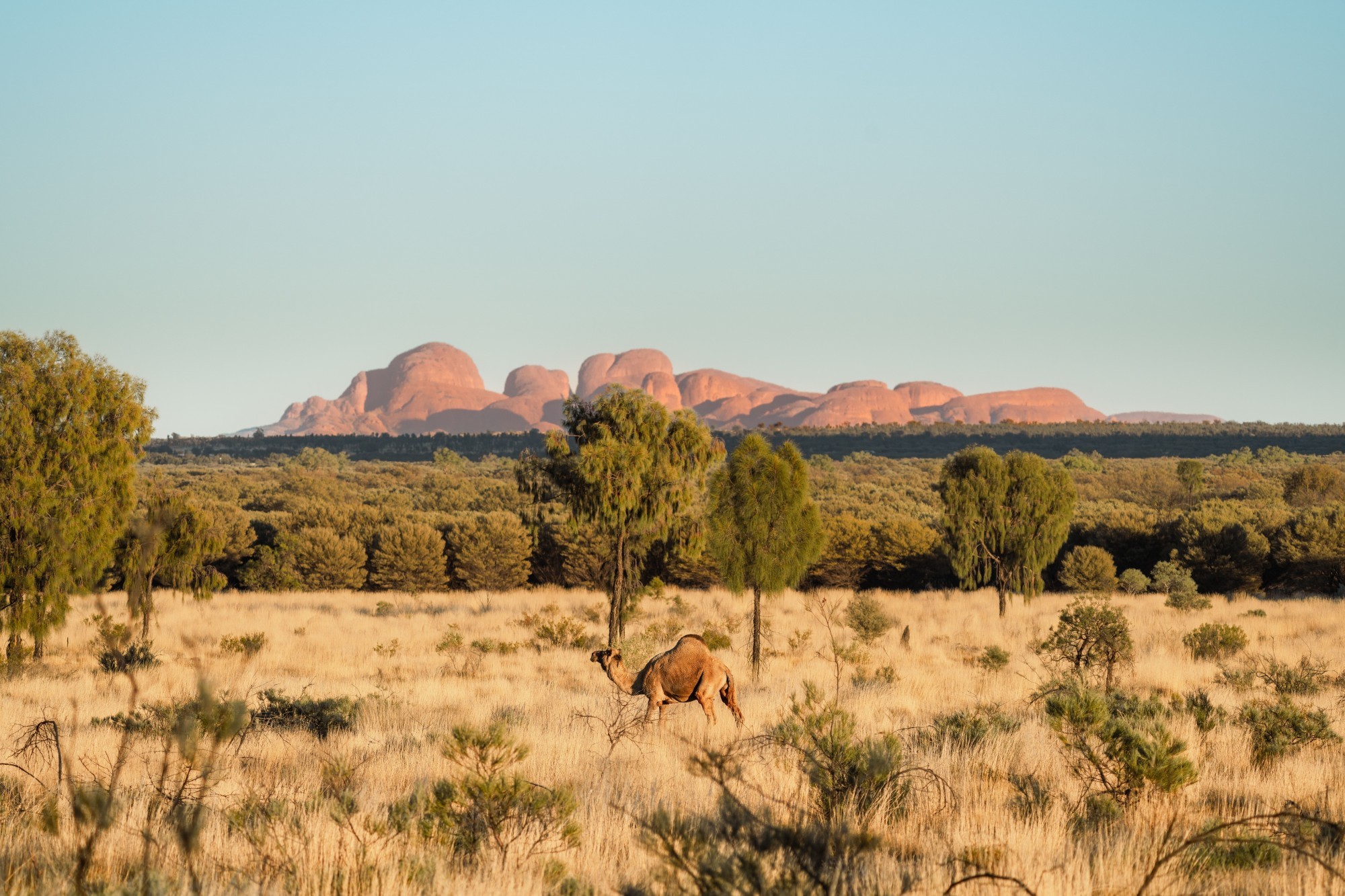 Ein Kamel, das durch die Felder im Kata Tjuta Red Centre in Australien läuft.