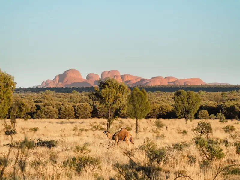 Ein Kamel, das durch die Felder im Kata Tjuta Red Centre in Australien läuft.