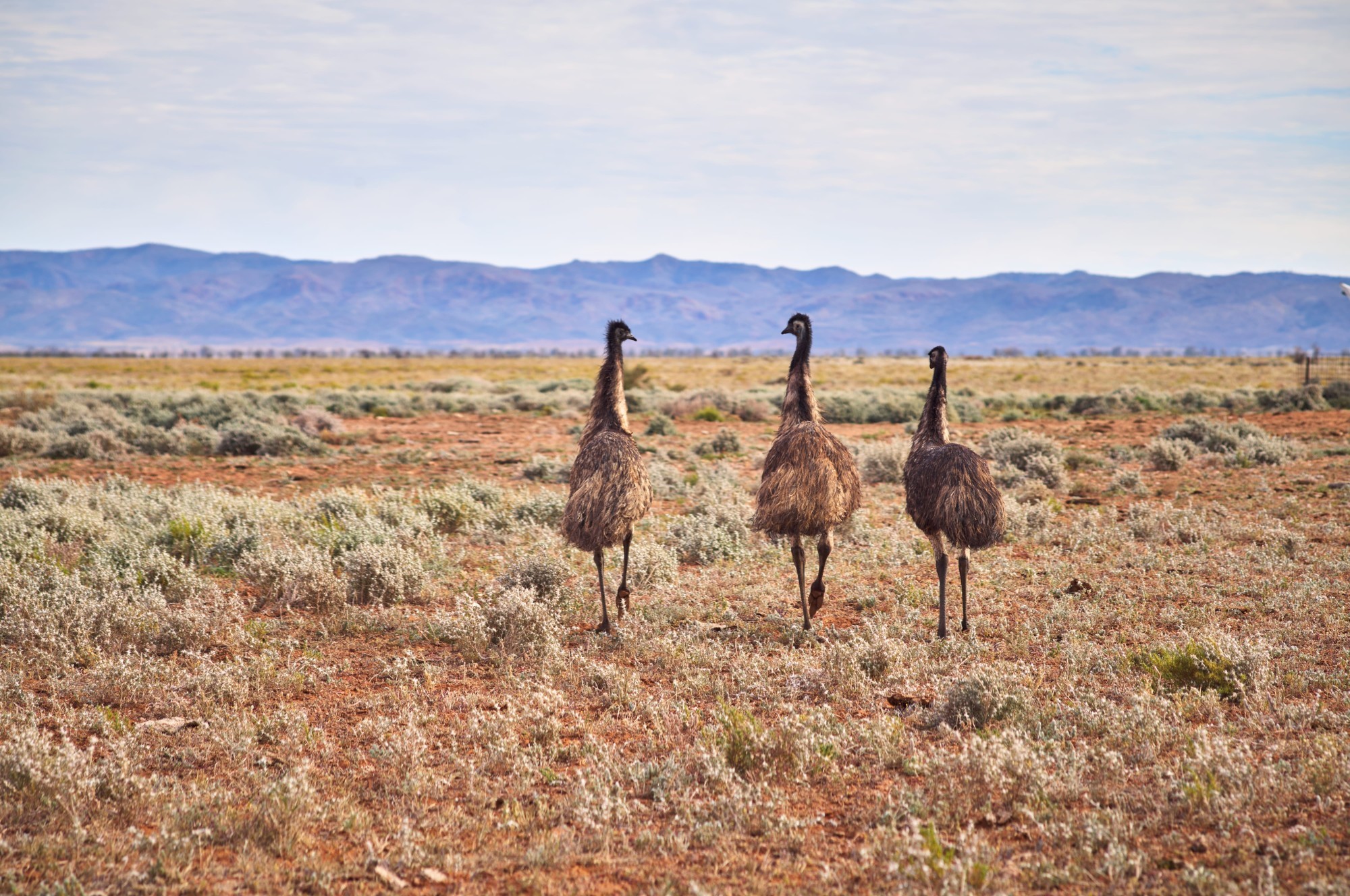 Emus, die über die Felder laufen.