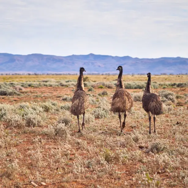 Emus, die über die Felder laufen.
