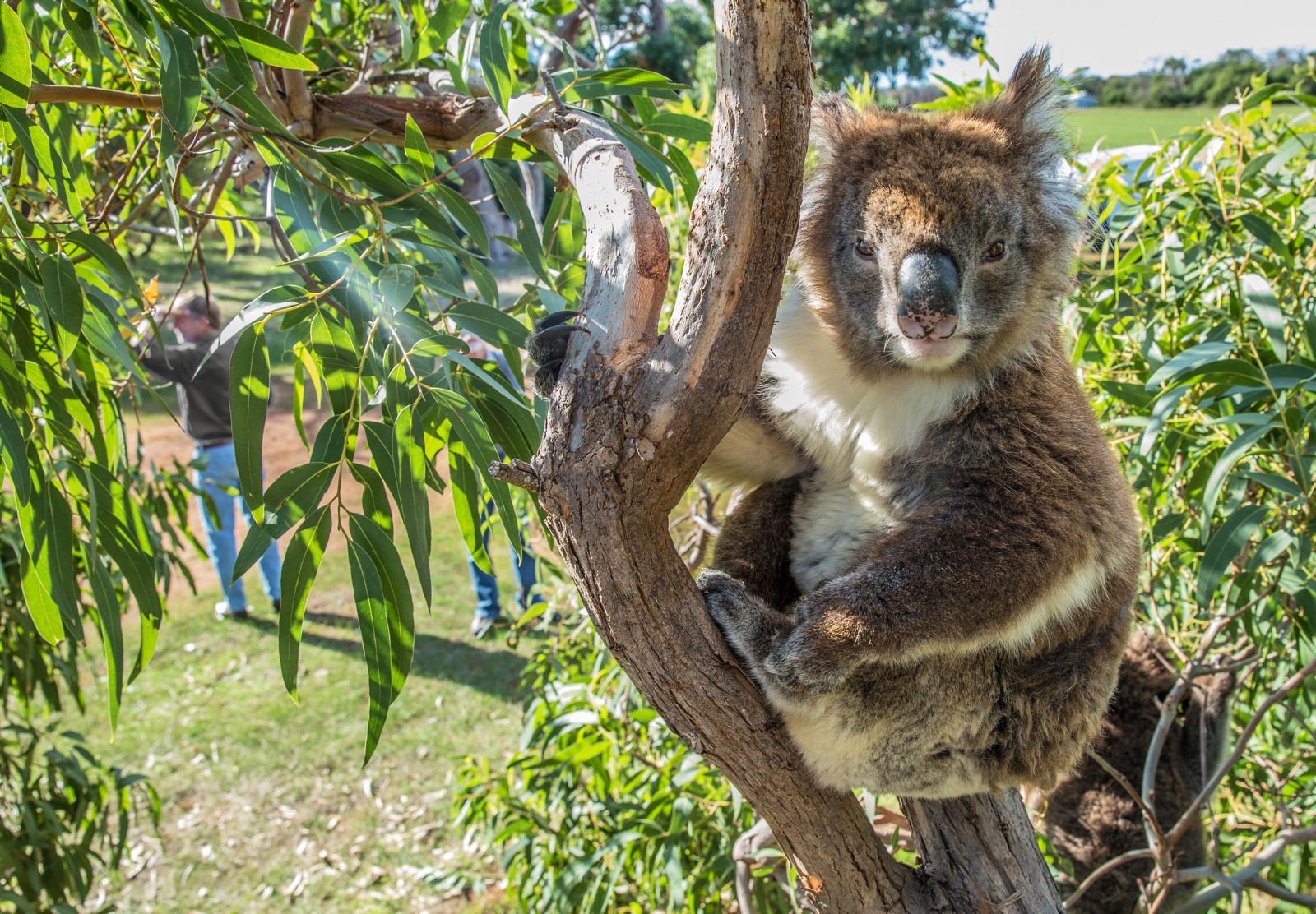 Australien Südaustralien Koala