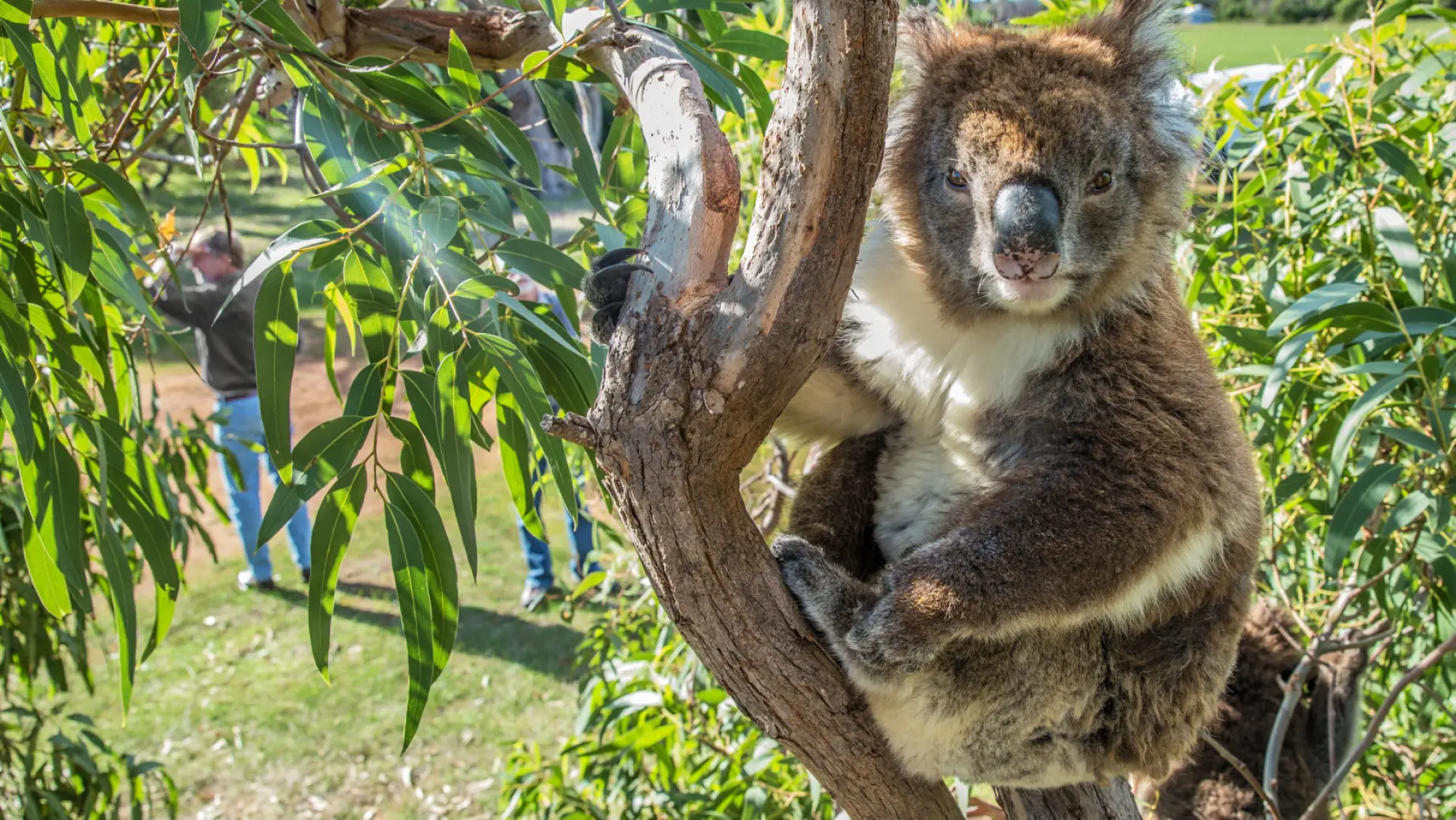 Australien Südaustralien Koala