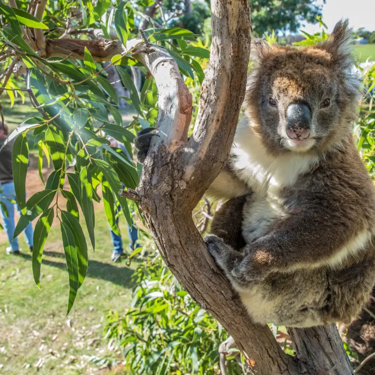 Australien Südaustralien Koala