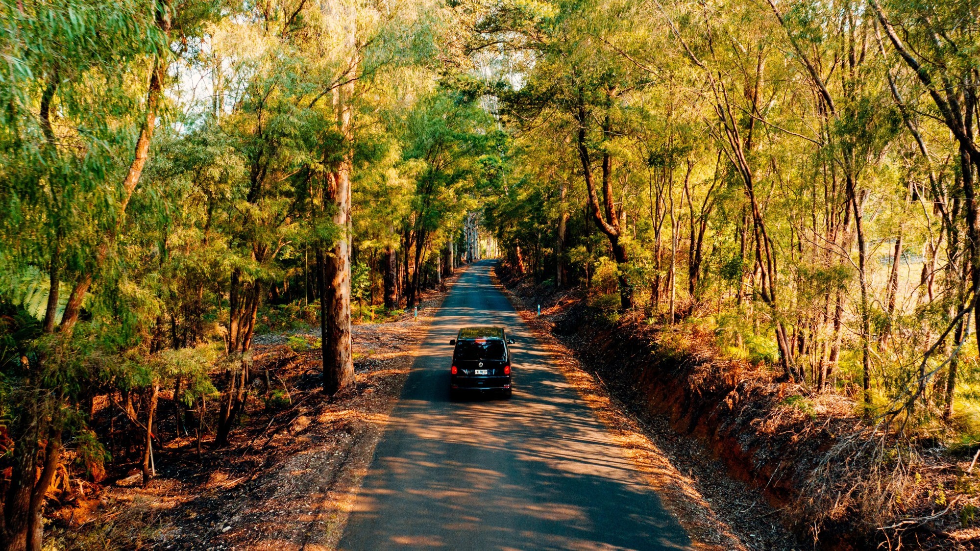 Auto fährt auf Straße, welche durch zahlreiche Bäume geht in Westaustralien