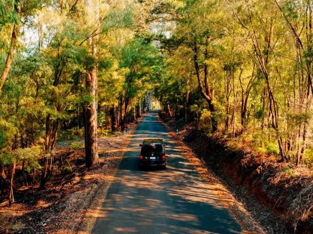 Auto fährt auf Straße, welche durch zahlreiche Bäume geht in Westaustralien