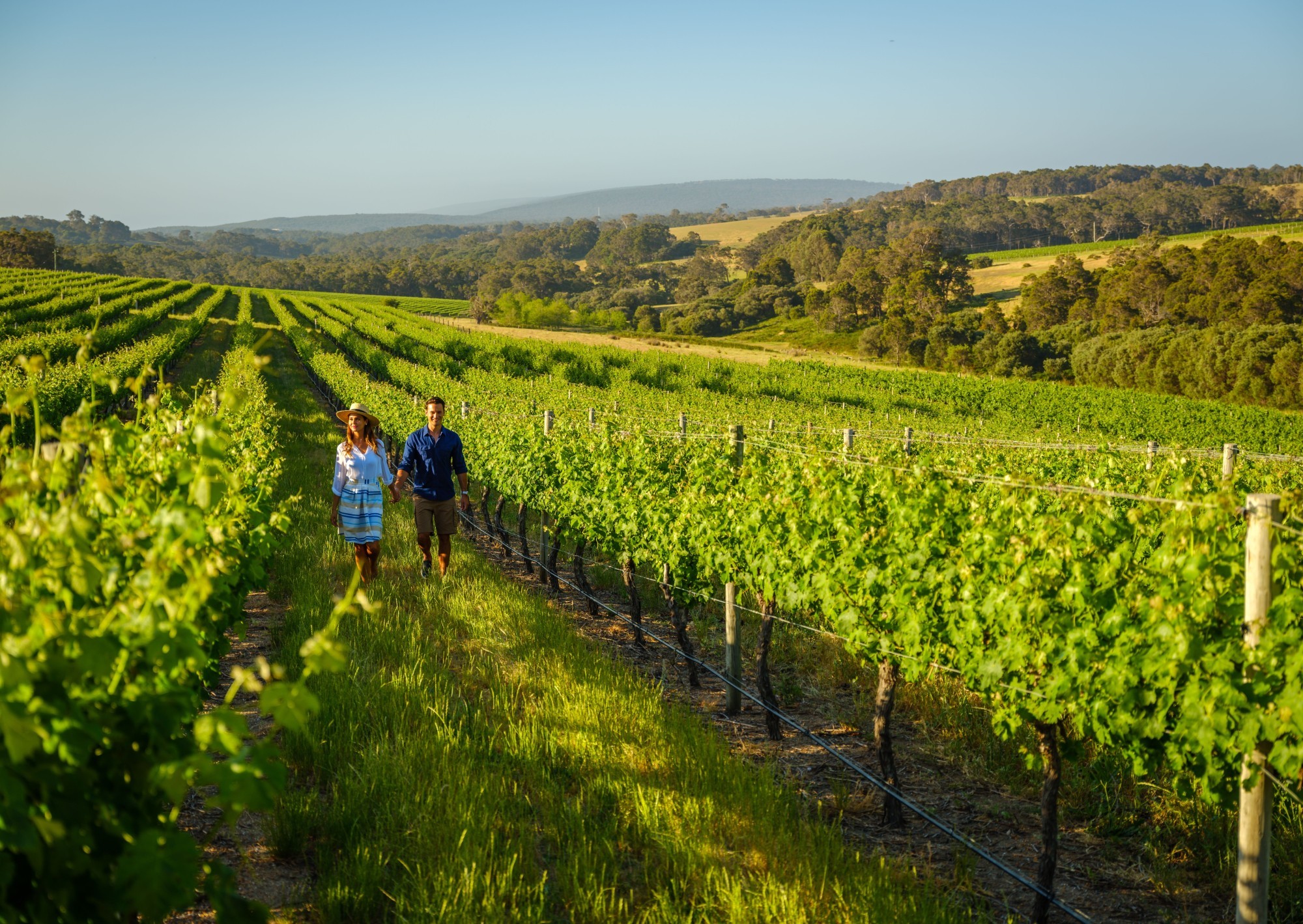 Ein Paar läuft durch grüne Weinreben in Westaustralien