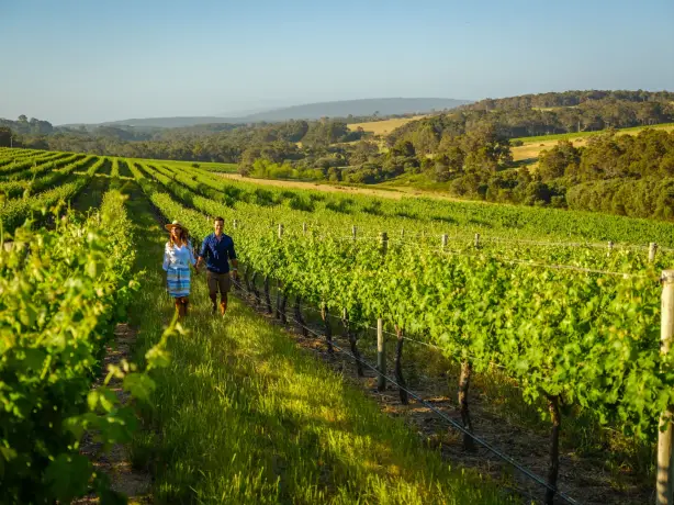 Ein Paar läuft durch grüne Weinreben in Westaustralien