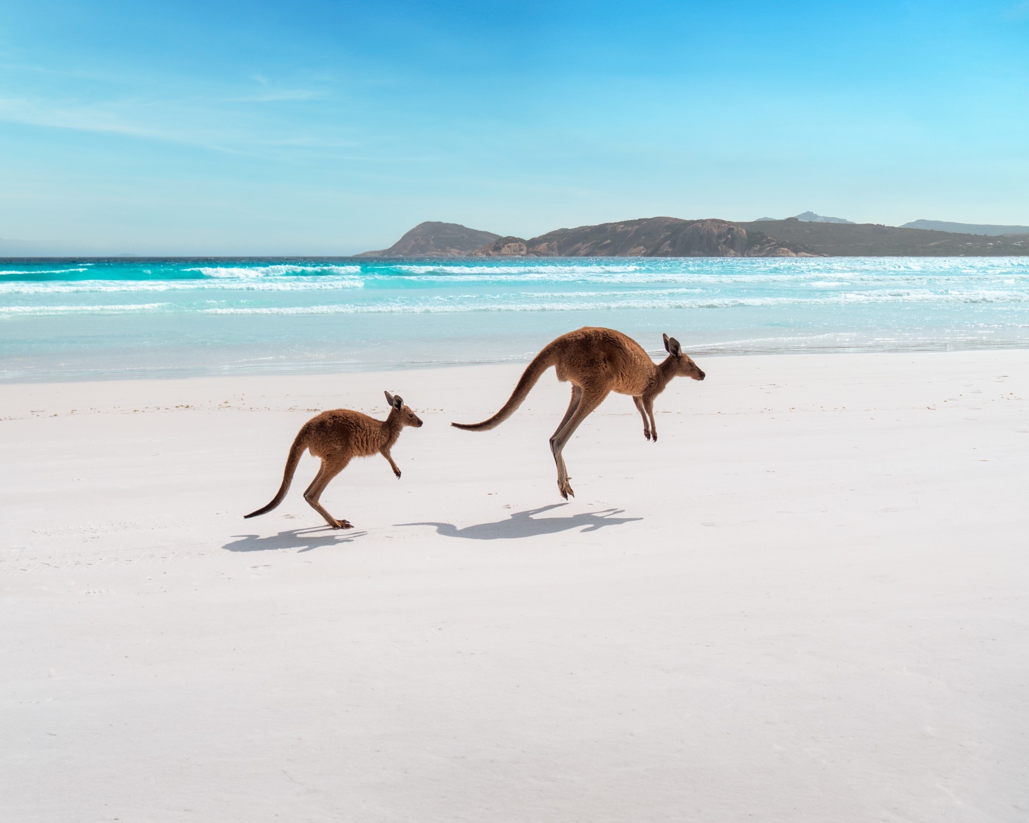 Zwei Kängurus springen über weißen Strand in Westaustralien