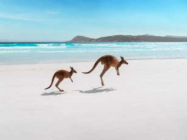 Zwei Kängurus springen über weißen Strand in Westaustralien