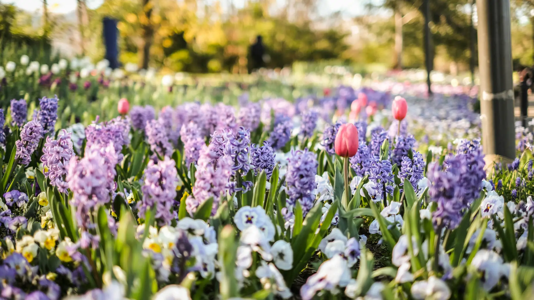 Spring flowers in bloom