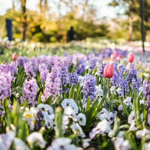 Spring flowers in bloom
