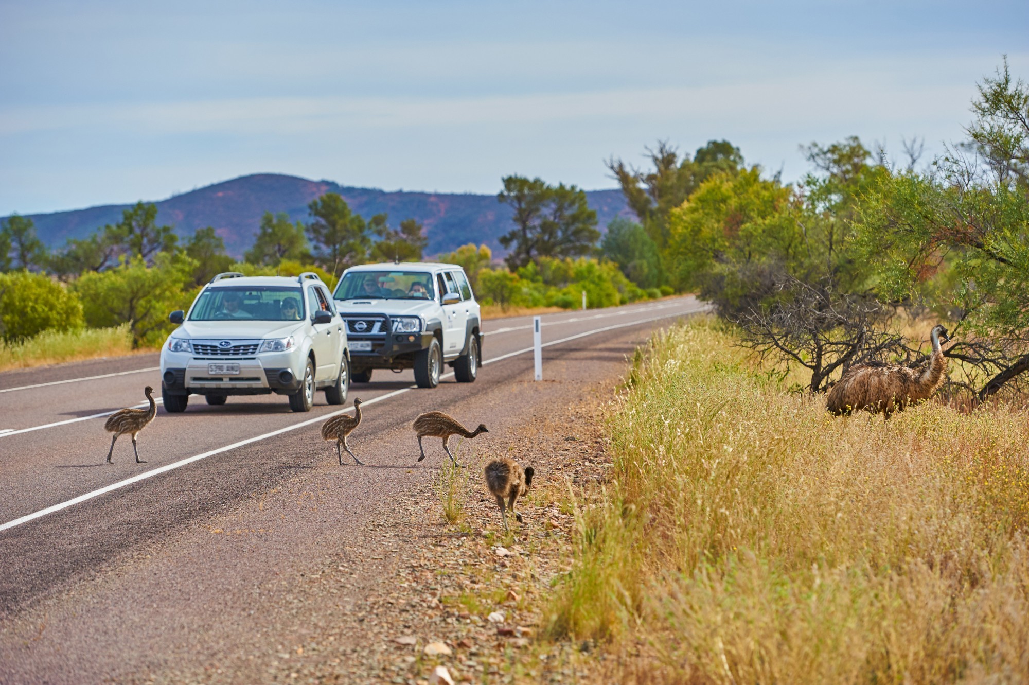 Emus crossing the road in front of cars in Flinders Ranges, South Australia