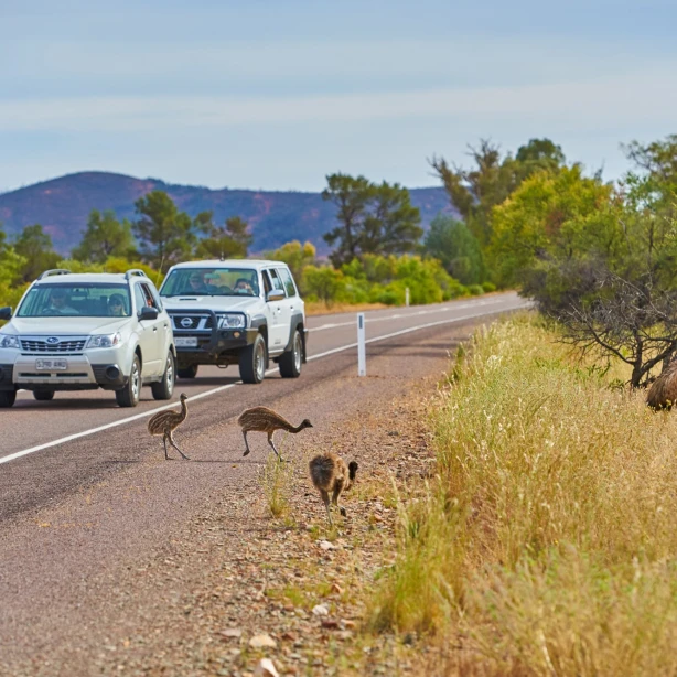 Emus crossing the road in front of cars in Flinders Ranges, South Australia