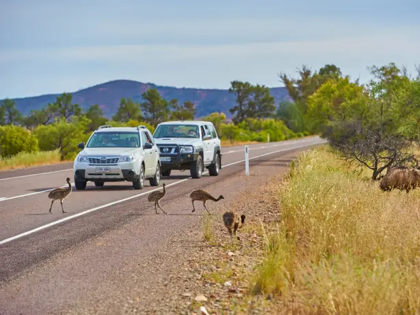 Emus crossing the road in front of cars in Flinders Ranges, South Australia