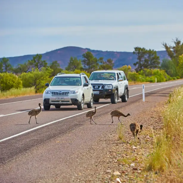 Emoes steken de weg over voor auto's in Flinders Ranges, Zuid-Australië