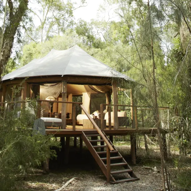 Verhoogde luxe glamping-tent op een verhoogd houten terras met houten trap, genesteld tussen eucalyptusbomen in de Australische bush, met warm gloeiende interieurs die zichtbaar zijn door open canvas zijkanten.