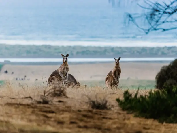 Mehrere Kängurus stehen im Gras mit Küste im Hintergrund