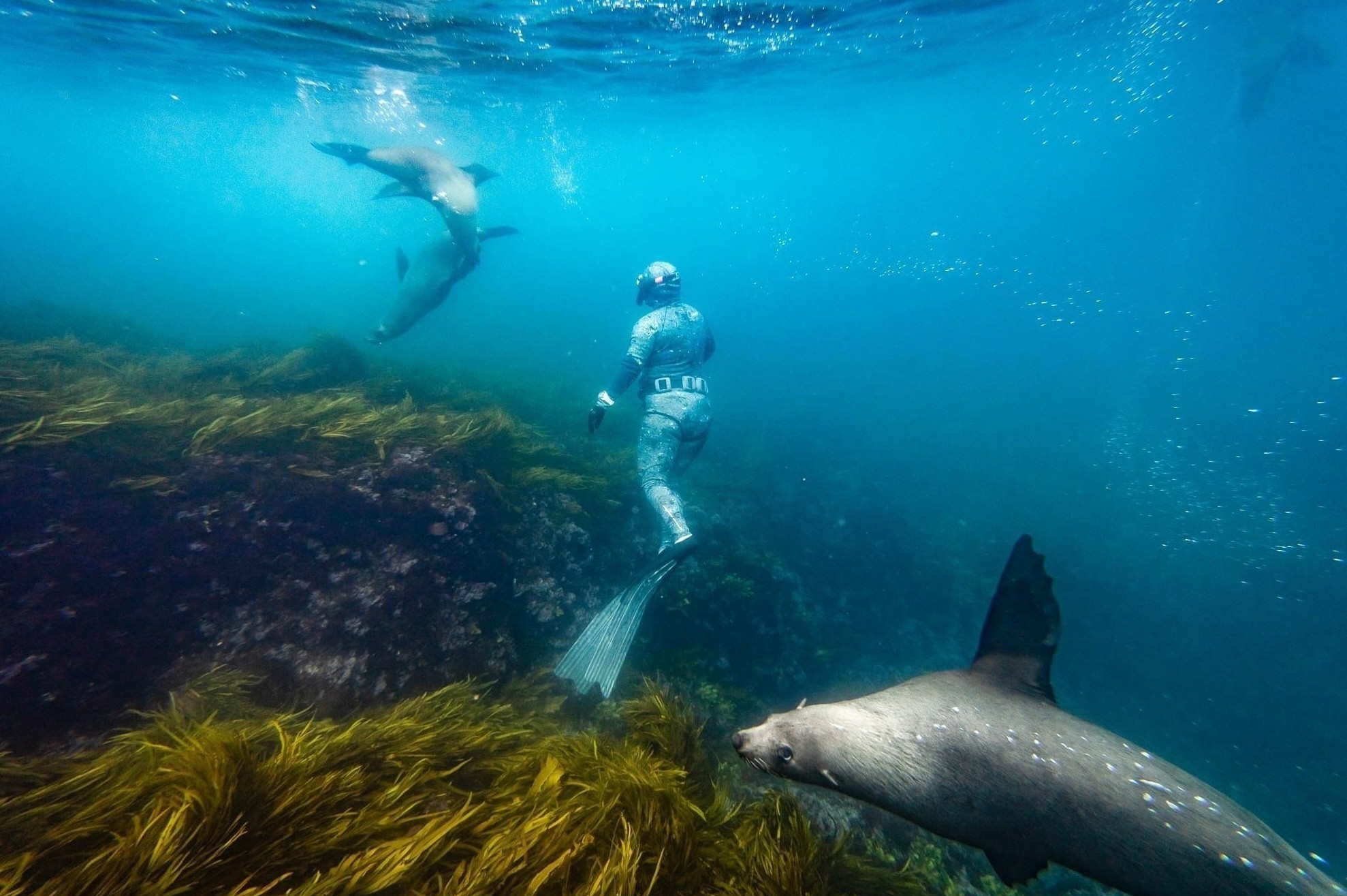 Australien New South Wales Narooma Schwimmen mit Robben