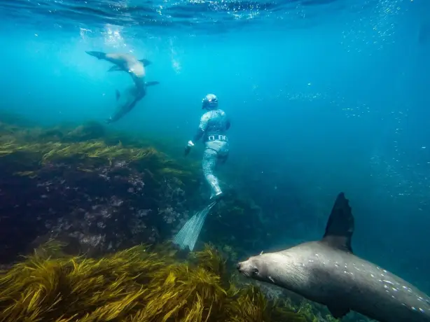 Australien New South Wales Narooma Schwimmen mit Robben