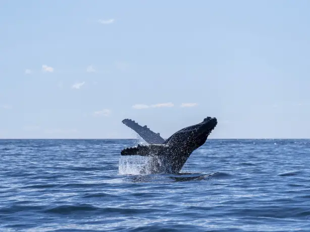 Australien New South Wales Wale beobachten