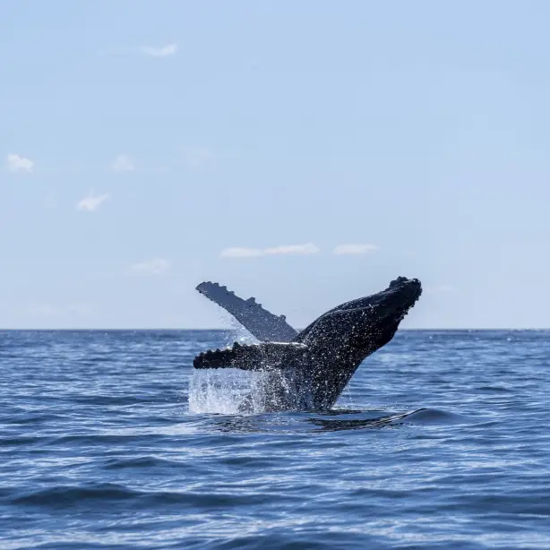 Australien New South Wales Wale beobachten