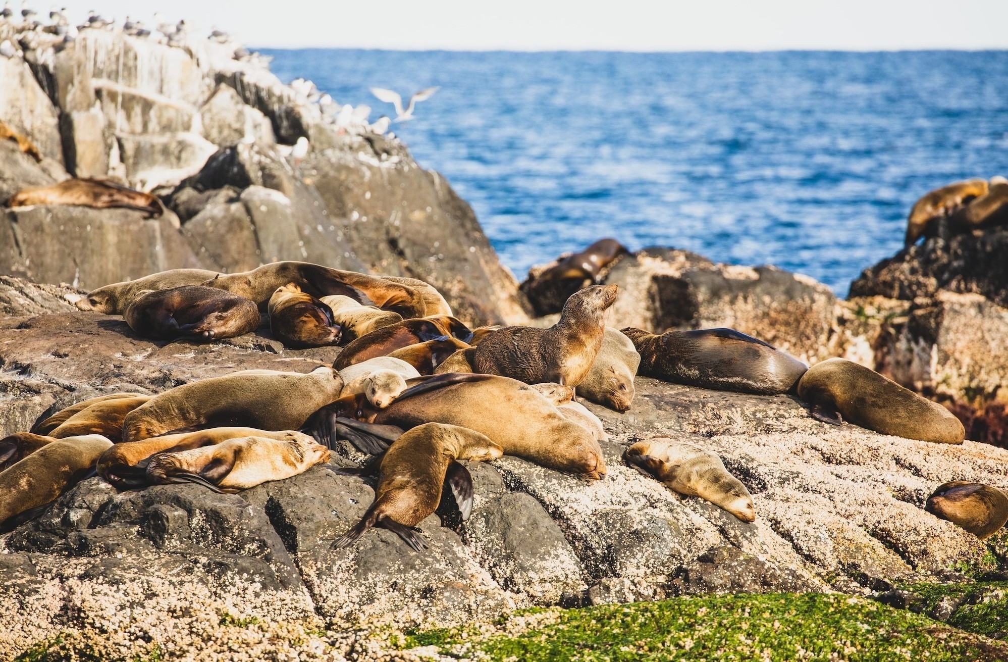 Australien New South Wales Montague Island Pelzrobben Kolonie
