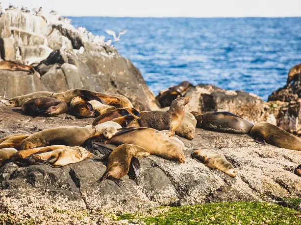 Australien New South Wales Montague Island Pelzrobben Kolonie
