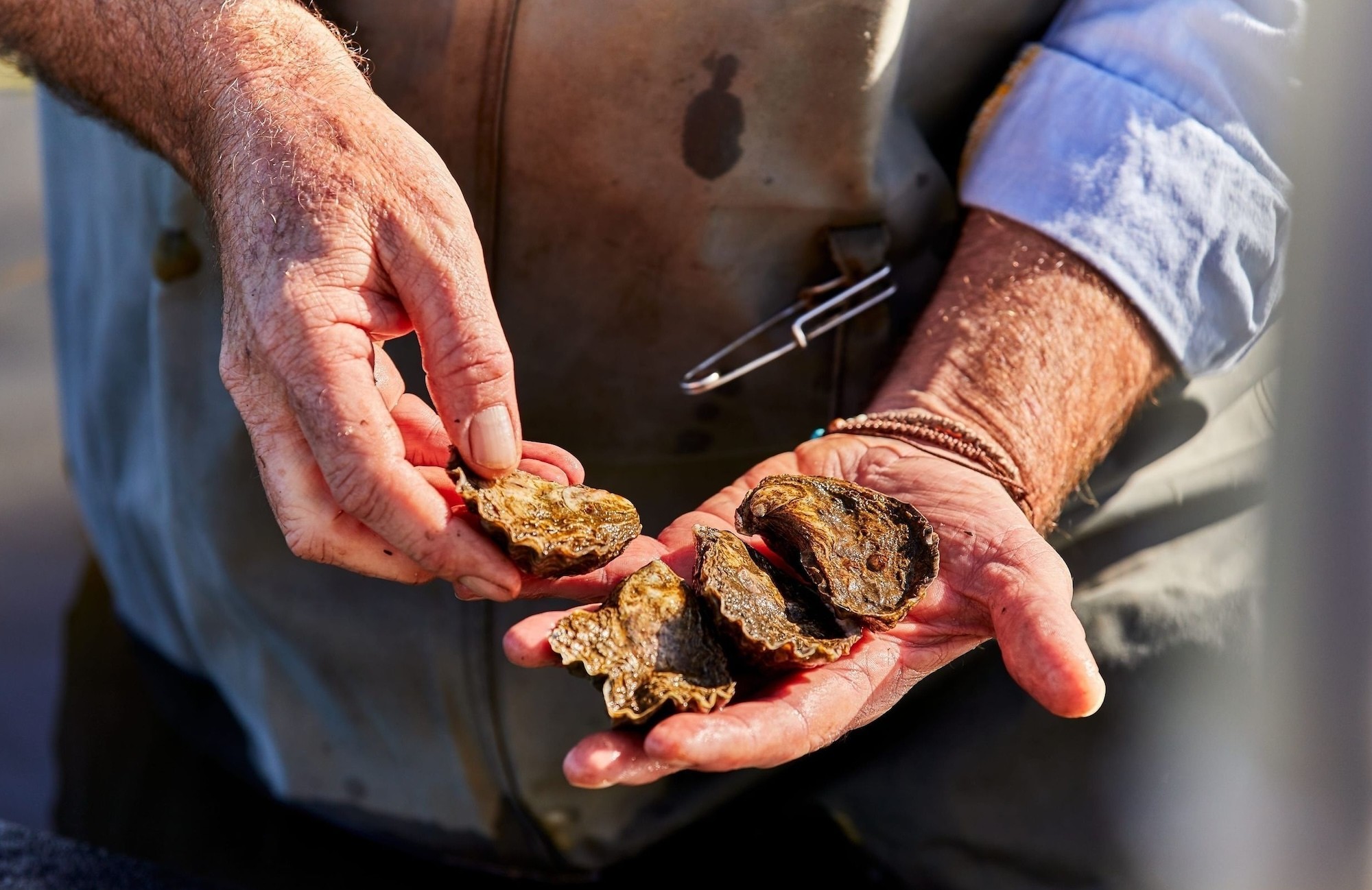 Australia nsw pambula fresh oysters Credit Destination NSW