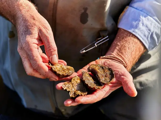 Australia nsw pambula fresh oysters Credit Destination NSW