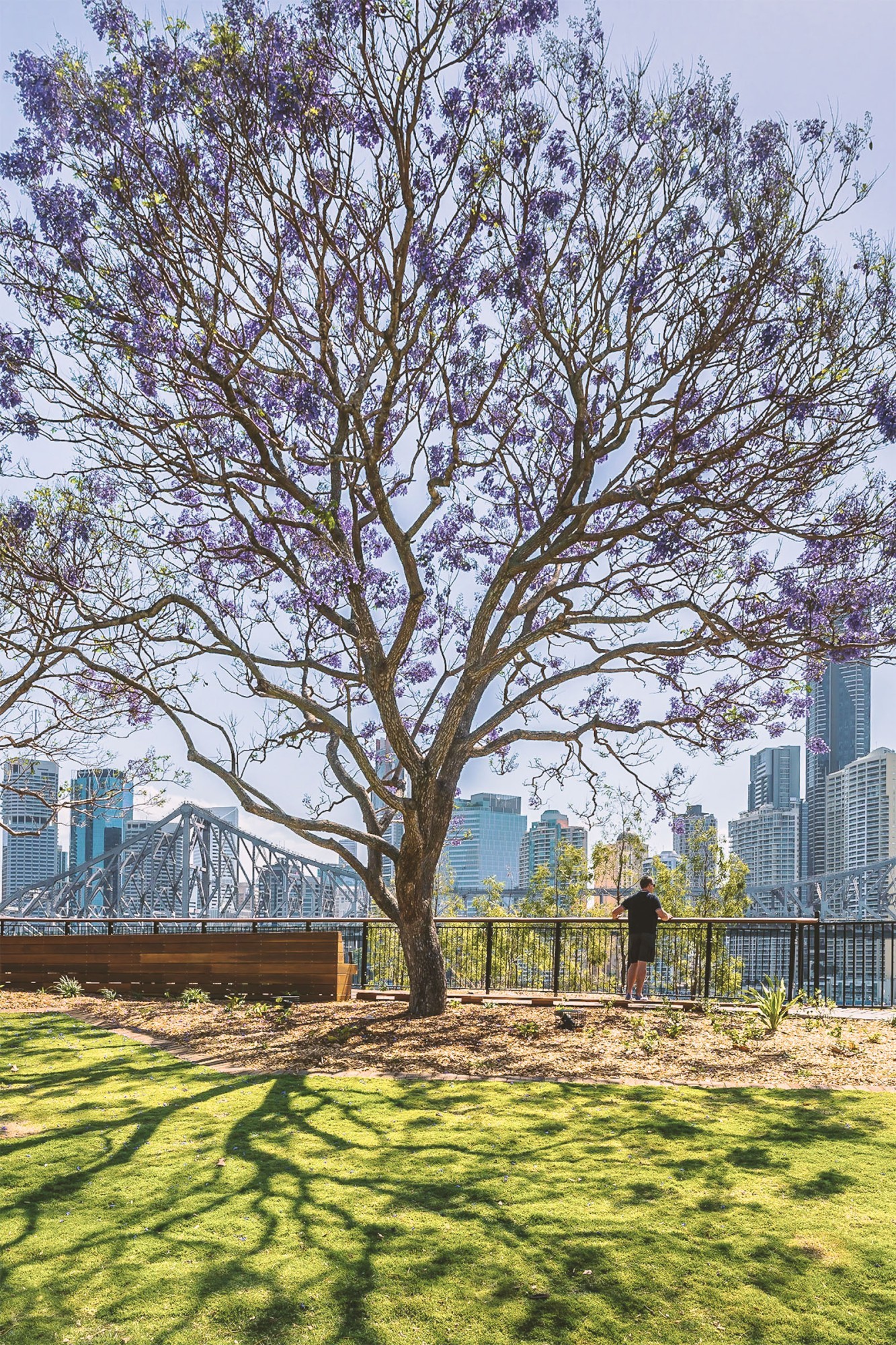 Een bloeiende jacarandaboom in volle paarse bloei in een park aan de rivier, met uitzicht op de skyline van Brisbane en de Story Bridge, Queensland, Australië, in het voorjaar