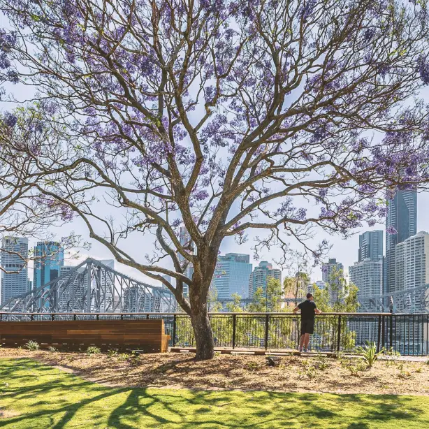 Ein blühender Jacaranda-Baum in voller violetter Blüte in einem Park am Flussufer mit Blick auf die Skyline von Brisbane und die Story Bridge, Queensland, Australien, im Frühling