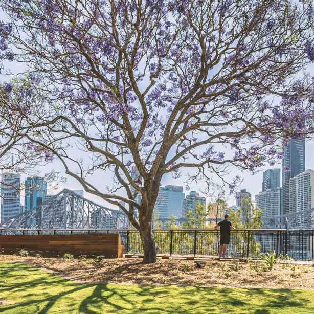 Een bloeiende jacarandaboom in volle paarse bloei in een park aan de rivier, met uitzicht op de skyline van Brisbane en de Story Bridge, Queensland, Australië, in het voorjaar