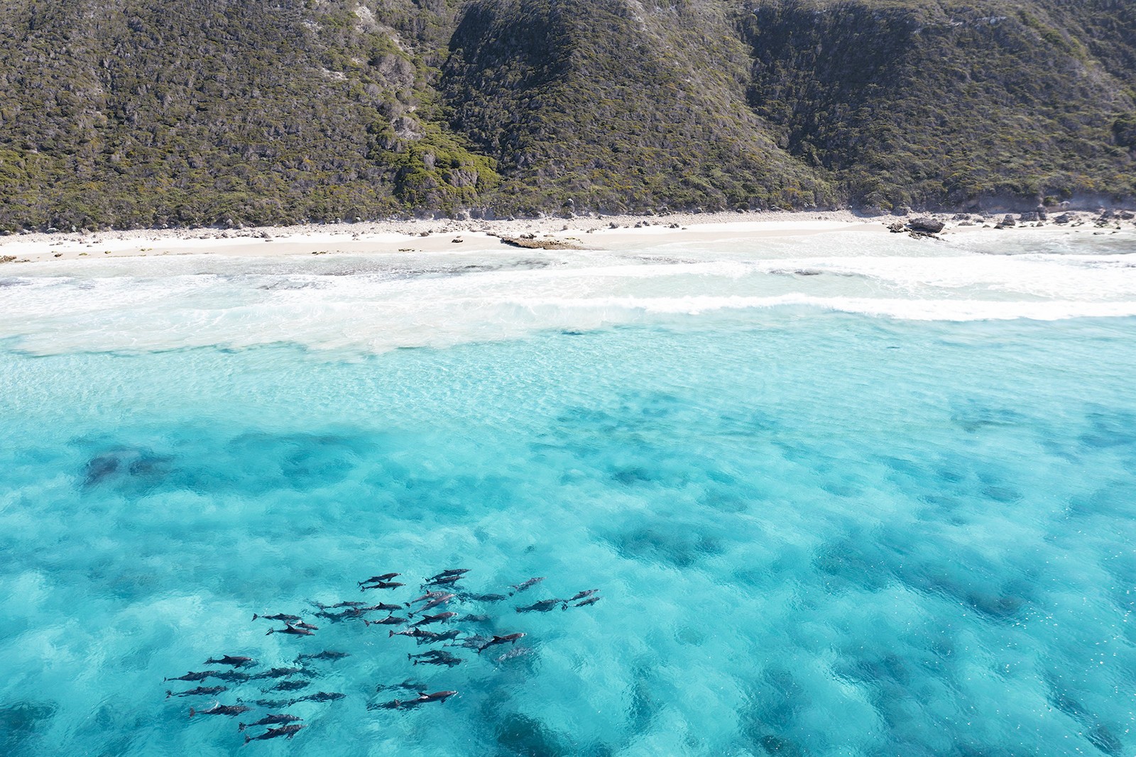 Australien Westaustralien Strand Delfine